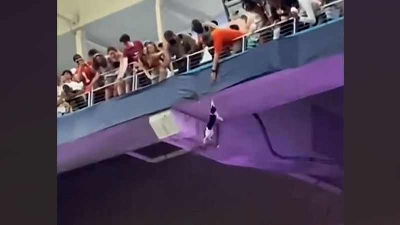 Kočku padající z tribuny stadionu zachránila americká vlajka